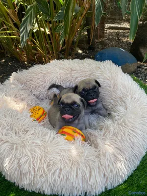 animales y mascotas - Cachorros Pugs
-Macho y Hembra 4
