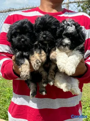 animales y mascotas - hermosos cachorritos de shipoo  6