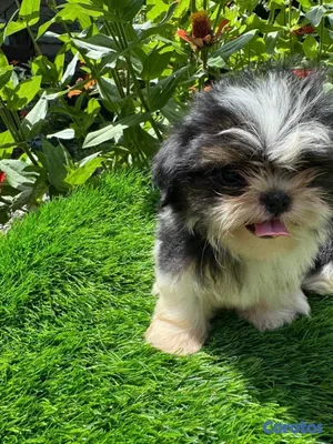 animales y mascotas - Cachorros Shitzo Mini Hembra 2