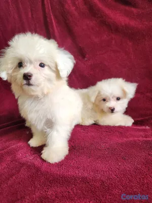 animales y mascotas - CACHORRAS MALTÉS DISPONIBLES 2