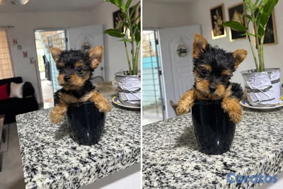 OFERTA CACHORRO YORKIE TEACUP MACHO 
