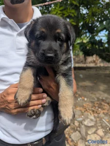 Cachorro Pastor Alemán 