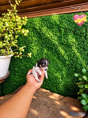 animales y mascotas - OFERTA CACHORRO CHIHUAHUA HEMBRA MINI UBICADO EN SANTO  8