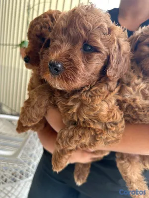 animales y mascotas - OFERTA CACHORRO MINI GOLDENDOODLE MACHO EN UBICADO 2