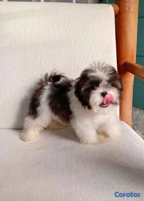 animales y mascotas - hermosos cachorritos shitzu toy 6