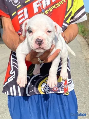 animales y mascotas - Pitbull 5