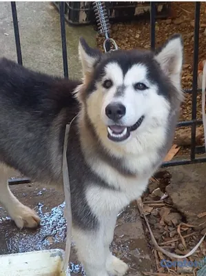 animales y mascotas - Vendo perro Alaska malamente  3
