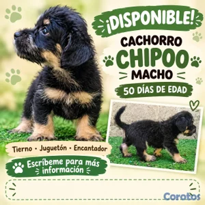 Cachorrito Chipoo Machoo 
