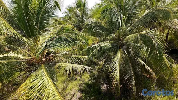 solares y terrenos - finca de 1200 tareas de coco en nagua   2