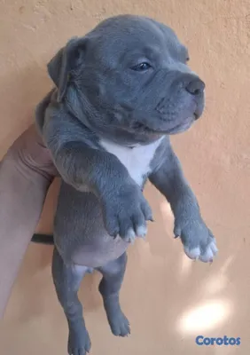 animales y mascotas - Cachorros American Bully Blue y Lilac 7