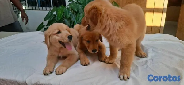 animales y mascotas - hermosos cachorritos de golden retrievee  10