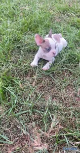  OFERTA CACHORRO BULLDOG FRANCES MACHO EN UBICADO 