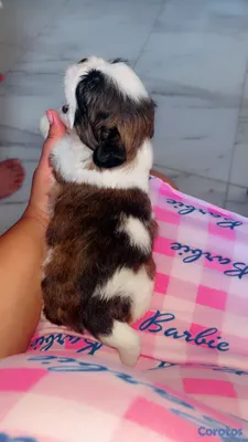 animales y mascotas - Shitzu Puro  6