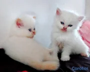 animales y mascotas - 🤍 Persitas doll face ojos azules 💙