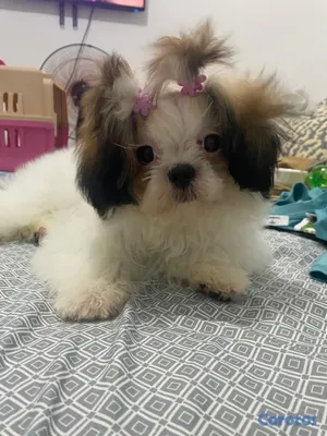 animales y mascotas - Shih tzu hembra 5 meses 2