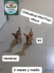 Chihuahua Mini/Toy/Micro