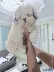 Cachorra shih tzu puro🐶💕