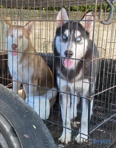 OFERTA CACHORRO HUSKY HEMBRA DE 4 MESES UBICADO EN