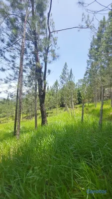 solares y terrenos - VENDO 260 TAREAS DE BELLEZA CELESTIAL EN MANACLA, El Rubio, SAJOMA 9