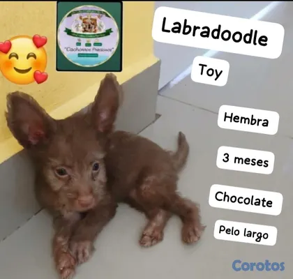 animales y mascotas - Poodle, Goldendoodle Labradoodle Miniatura  2