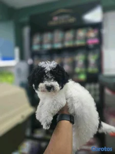 hermosos cachorritos shipoo