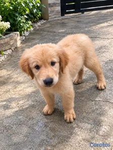 OFERTA CACHORRO GOLDEN RETRIEVER MACHO EN UBICADO 