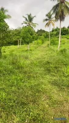 solares y terrenos - TERRENO EN VENTA | CARRETERA SAMANÁ–LAS GALERAS 2