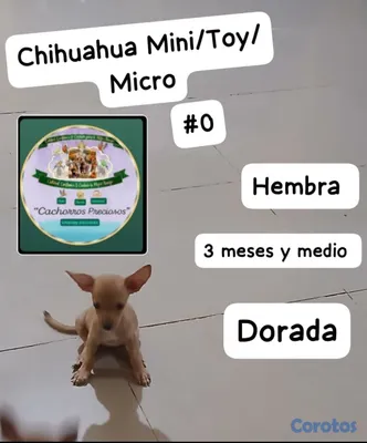 animales y mascotas - Chihuahua Mini/Toy/Micro 3