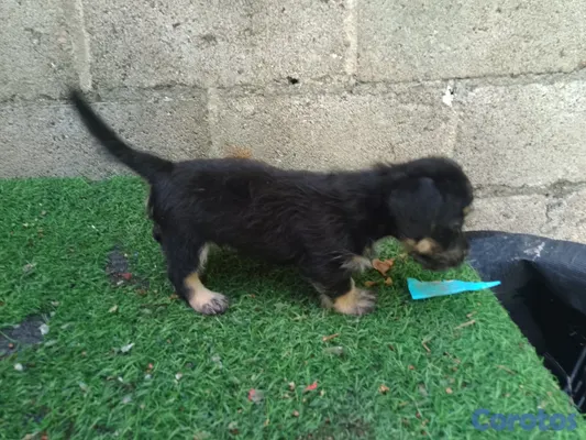 animales y mascotas - Cachorrito Chipoo Macho  3