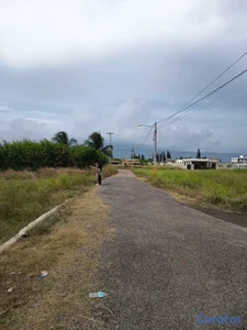 Quintas de Venecia, las canelas 